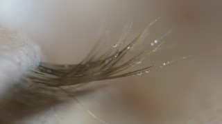 Plant water droplets macro photorealism - a close up of a plant free wallpaper