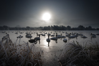 Birds lake forest sunset girls - top of a lake next free wallpaper
