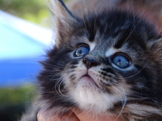 Small kitten blue eyes hand - a small kitten free wallpaper