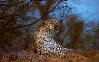 Leopard sitting hill open mouth - a hill free wallpaper