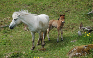 Horse foal field flowers trees - young free wallpaper