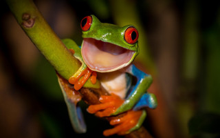 Red eyed frog open mouth - a frog free wallpaper