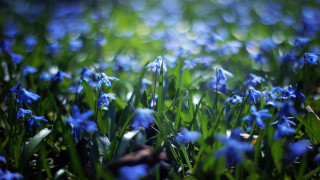 Blue flower field butterfly leaves 2 - the ground and grass free wallpaper