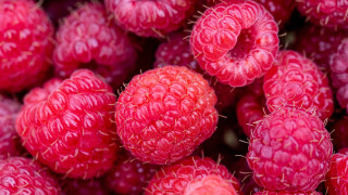 Raspberries macro blood flower rose - a bunch of raspberries free wallpaper