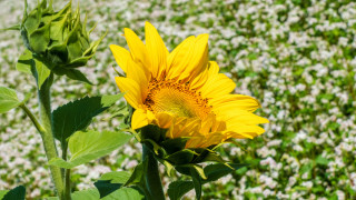 Sunflower whiteflowers greenfield bokeh summer - white flower free wallpaper