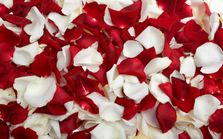 Red white flowers bouquet ecological - flower free wallpaper