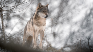 Wolf snowy forest tiltshift wildlife - caspar wolf free wallpaper