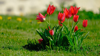 Red flowers grassy field building - a grassy field free wallpaper