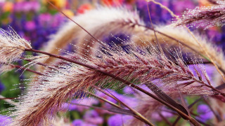Purple flower field bokeh city - lot free wallpaper