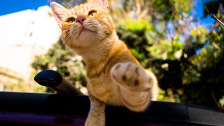 Cat car sky outdoors animal - top of a car free wallpaper