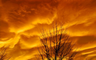 Burning tree silhouette yellow sky - adam bruce thomson free wallpaper
