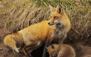 Fox cub dirt grass hole - a fox free wallpaper
