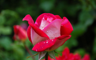 Pink rose water droplets bokeh - a pink rose free wallpaper