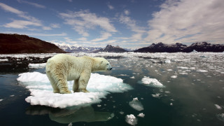 Polar bear ice floater mountains 2 - a polar bear free wallpaper