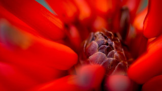 Red flower macro shallow depth - a red flower free wallpaper