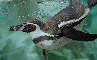 Penguin swimming bubbles green background 2 - bubble of water free wallpaper