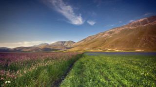 Flower field mountain landscape blue - beautiful free wallpaper