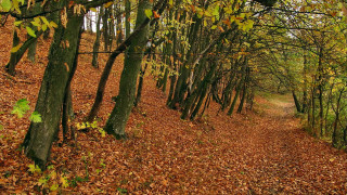Autumn forest path leaves fence - the side of the path free wallpaper