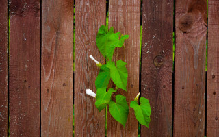 Plant fence vines leaves night - a wooden fence free wallpaper