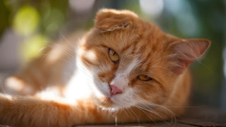 Cat lying table eyes closed - wide free wallpaper