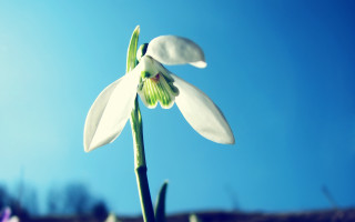 White flower blue sky closeup - a long stem free wallpaper