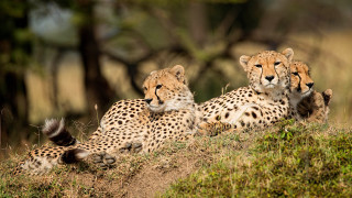 Cheetah hill wildlife blurry camouflage - wild free wallpaper