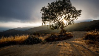 Tree dirt road mountain sunset - sunrise time free wallpaper