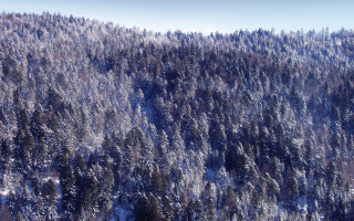 Snowy forest trees blue sky - edi rama free wallpaper