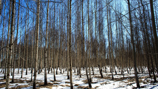 Snowy forest trees fence japanese - tall tree free wallpaper