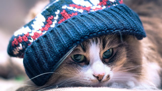 Cat knitted hat couch blue - hat free wallpaper