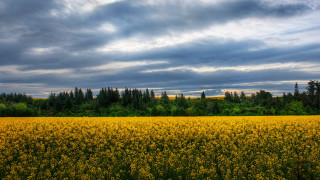 Yellow flowers cloudy sky forest - impressionist free wallpaper