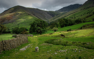 Sheep grazing field mountains stone - a sheep free wallpaper