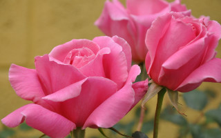 Pink roses vase yellow wall 2 - two pink rose free wallpaper