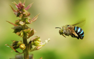 Bee flying away flower blurry 2 - a bee free wallpaper