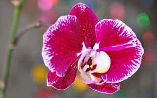 Pink flower bokeh macro 3d - a green stem free wallpaper