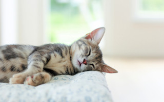 Cat sleeping bed tranquil blurry - the pillow free wallpaper