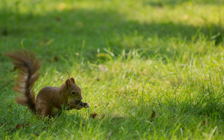 Squirrel eating food grass outdoors - a piece of food free wallpaper