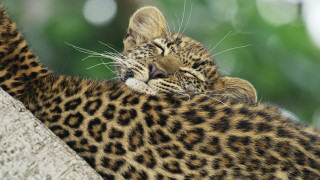 Cat laying on branch sleeping - the tree branch free wallpaper