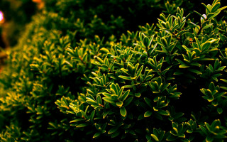 Bush green leaves sunlight streetlight - a sidewalk free wallpaper