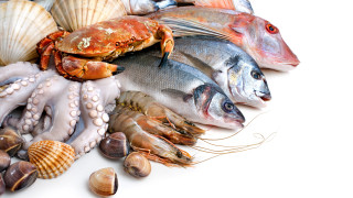 Seafood display shells clams ecological - carpoforo tencalla free wallpaper