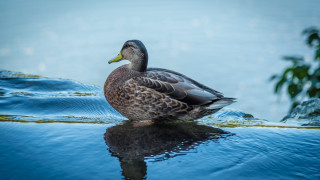 Duck water tree bush sky - a blue sky and water free wallpaper