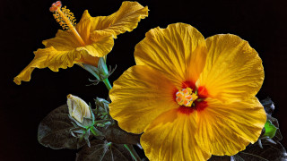 Yellow flower red center green 3 - a yellow flower free wallpaper