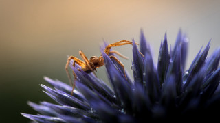 Spider purple flower water drops - drop of water free wallpaper
