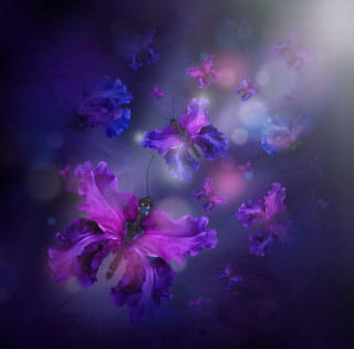 Purple flower butterfly glowing fairy - top of them free wallpaper