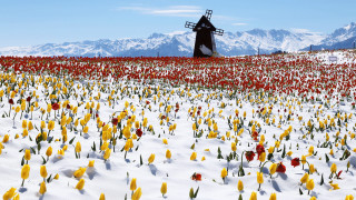 Windmill flowers mountains snow blue - a jigsaw puzzle free wallpaper