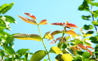 Plant bamboo leaves blue sky 2 - a plant free wallpaper