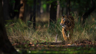 Tiger running forest grass trees - a blurry background of trees and grass free wallpaper