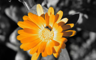 Yellow flower bee macro blurry - f 8 aperture free wallpaper