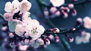 Pink flowers green leaves blurry 5 - a blurry background free wallpaper for desktop