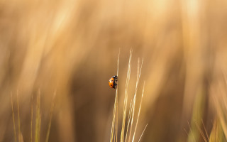 Small bug tall grass field - tall grass free wallpaper